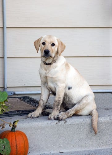 Clean up after dirty pets with Scrubbing Bubbles® cleaning product and deordorize at the same time! - Upstairs Downstairs Cleaning Service Scrubbing Bubbles uses include cleaning after your dirty pets