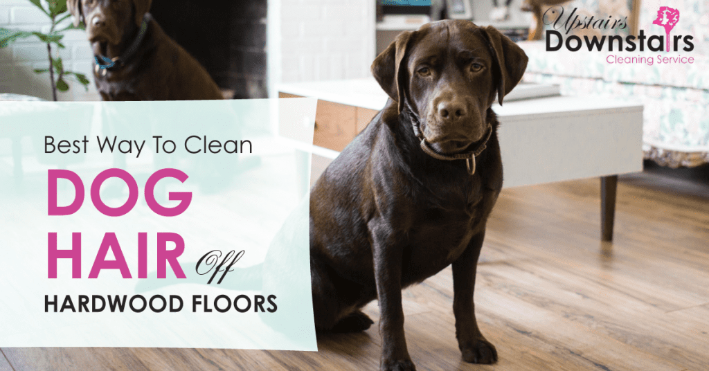 best-way-to-clean-dog-hair-2 - Upstairs Downstairs Cleaning Service