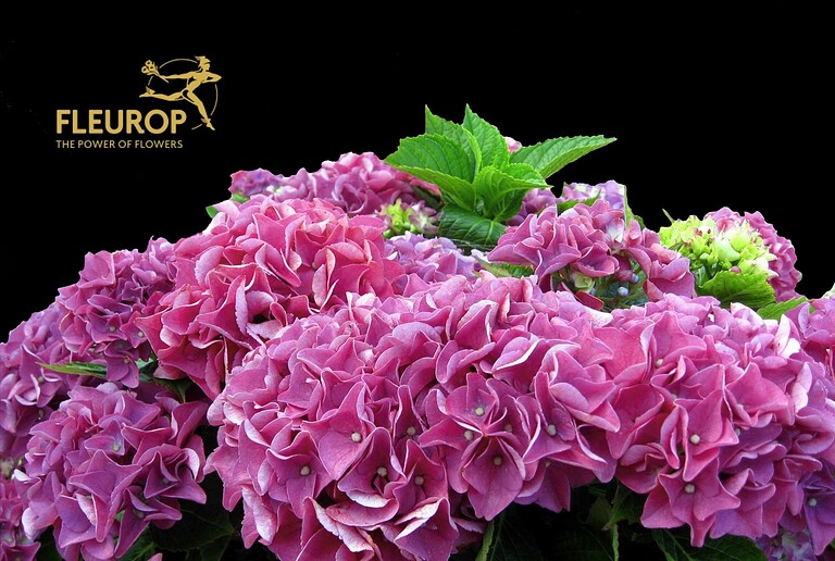 Farbenfrohe Hortensienblüten in Rosa und Grün vor schwarzem Hintergrund.