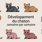 Illustration développement chaton semaine par semaine, évolution naissance à trois mois