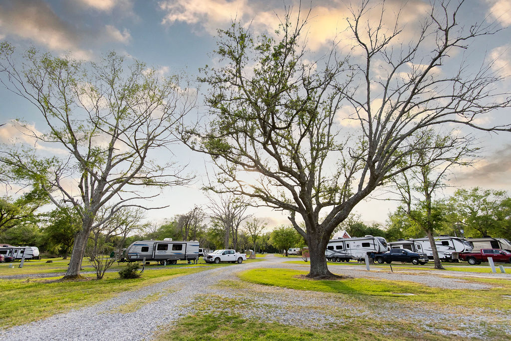 RVs parked under trees