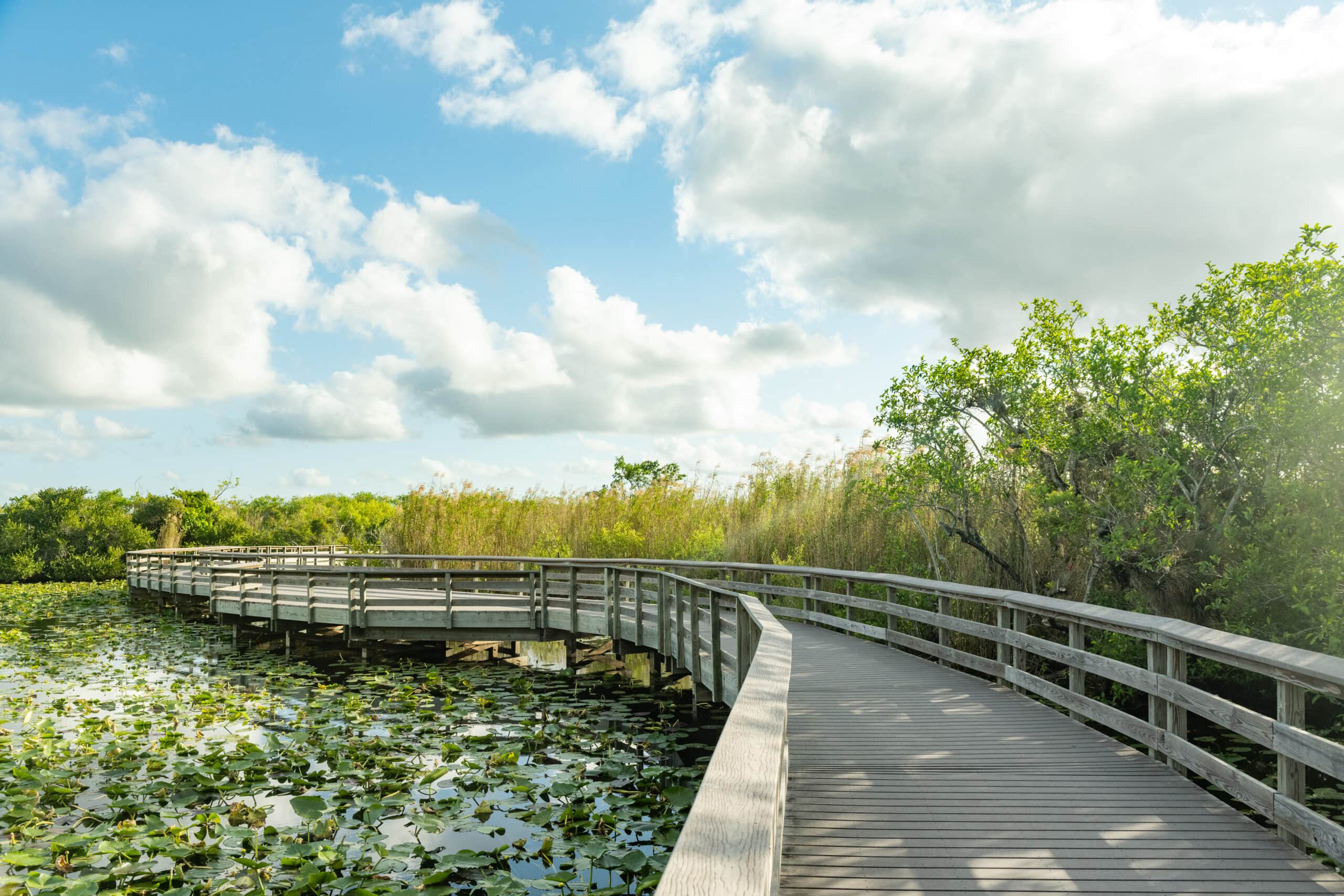 A wooden boardwalk curves over the scenic nature in Everglades National Park on a spring day in Florida, USA.