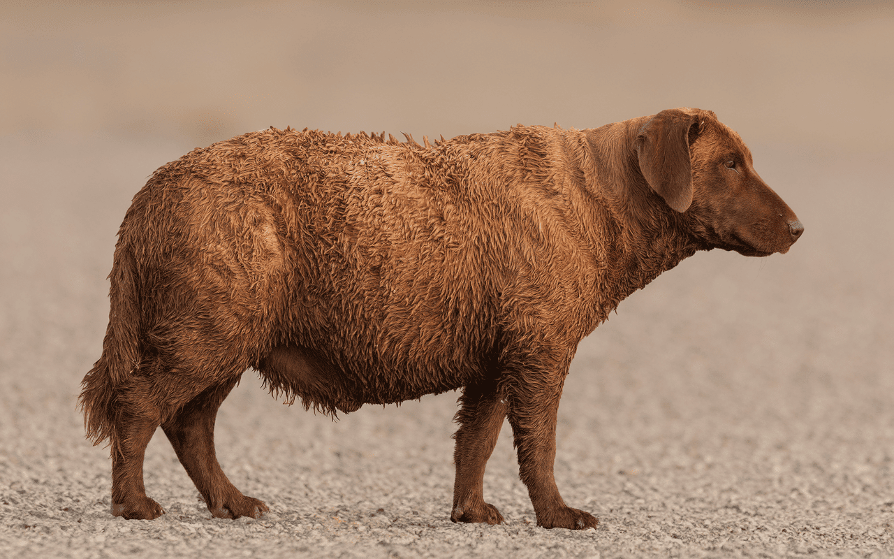 Mygale de Provence araignee brune poilue vue de profil