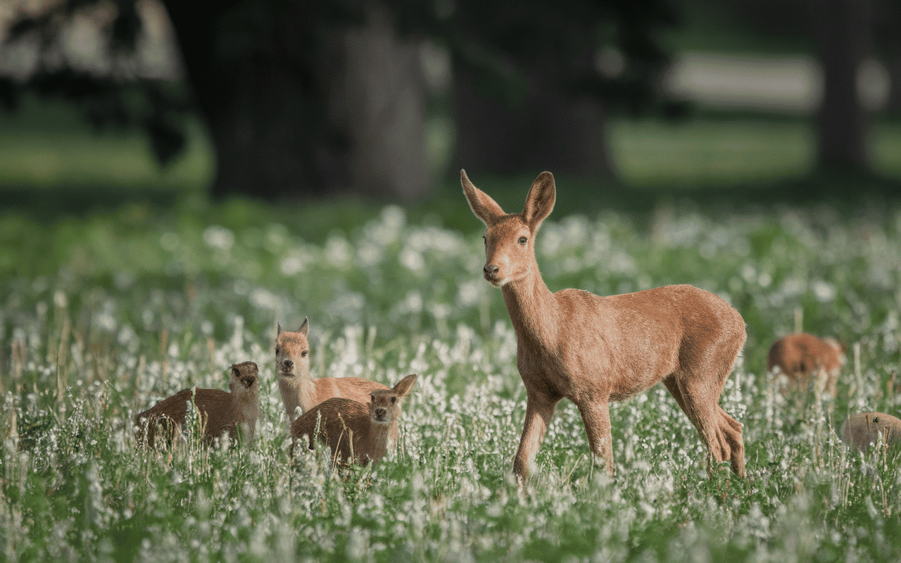Biche sans bois en prairie