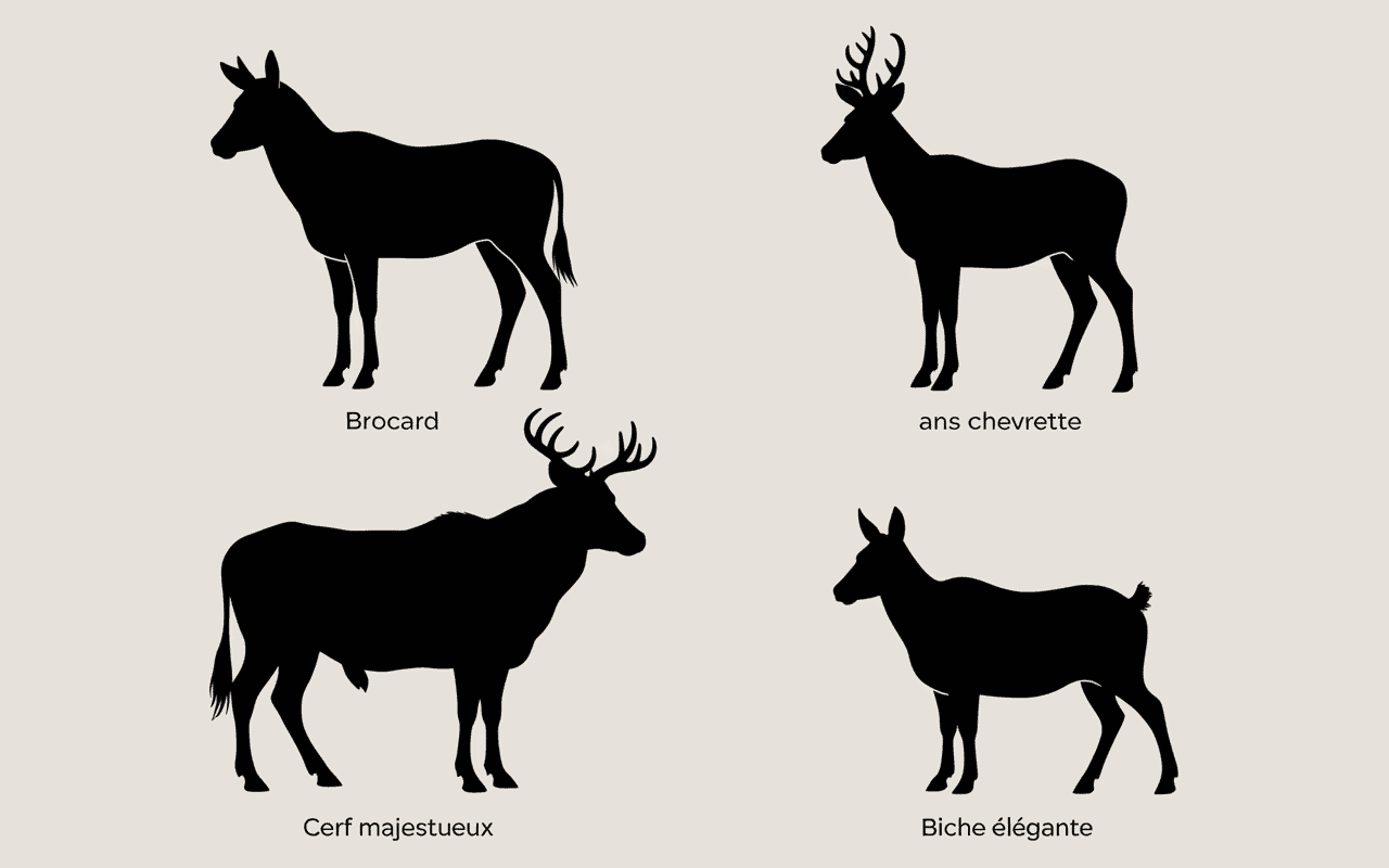 Silhouettes de cervidés : brocard, chevrette, cerf, biche