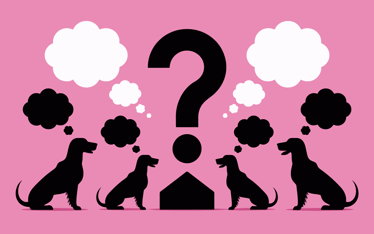 cocker nain mythe réalité question