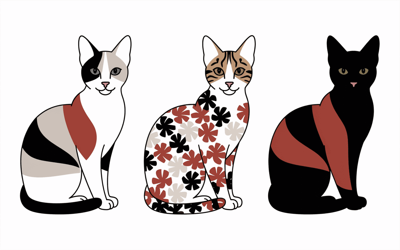 Différences pelages chat isabelle