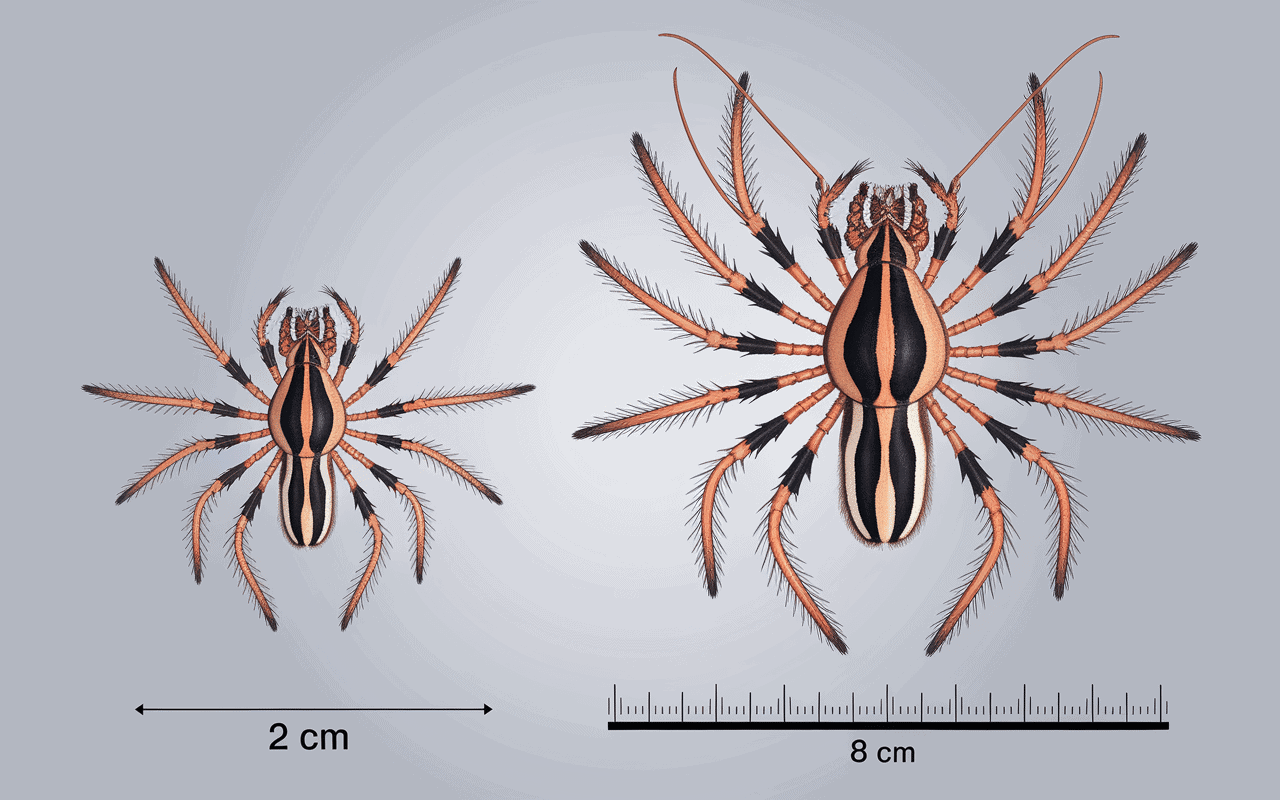 Comparaison mygale Provence tropicale