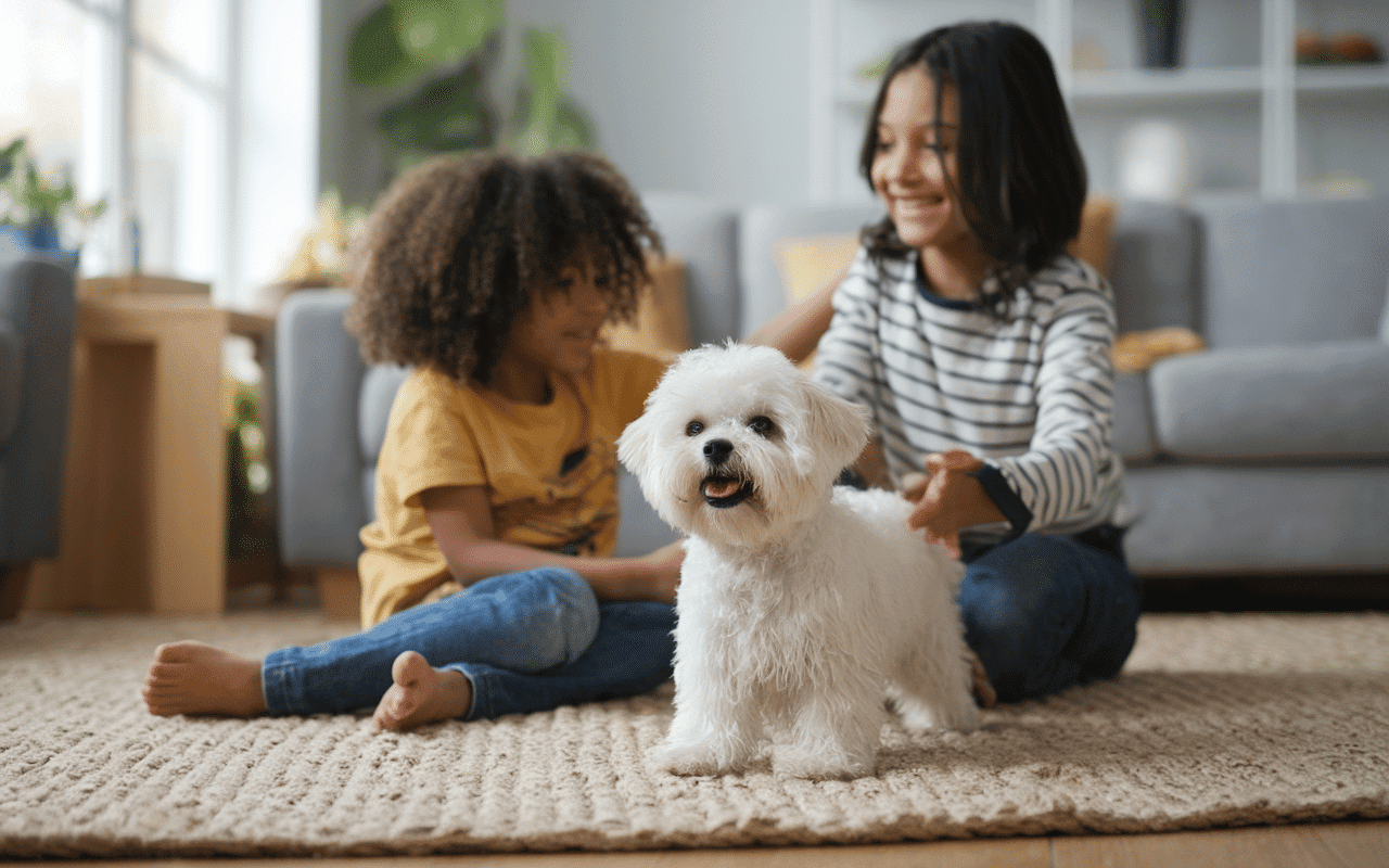 Coton de Tuléar jouant avec des enfants