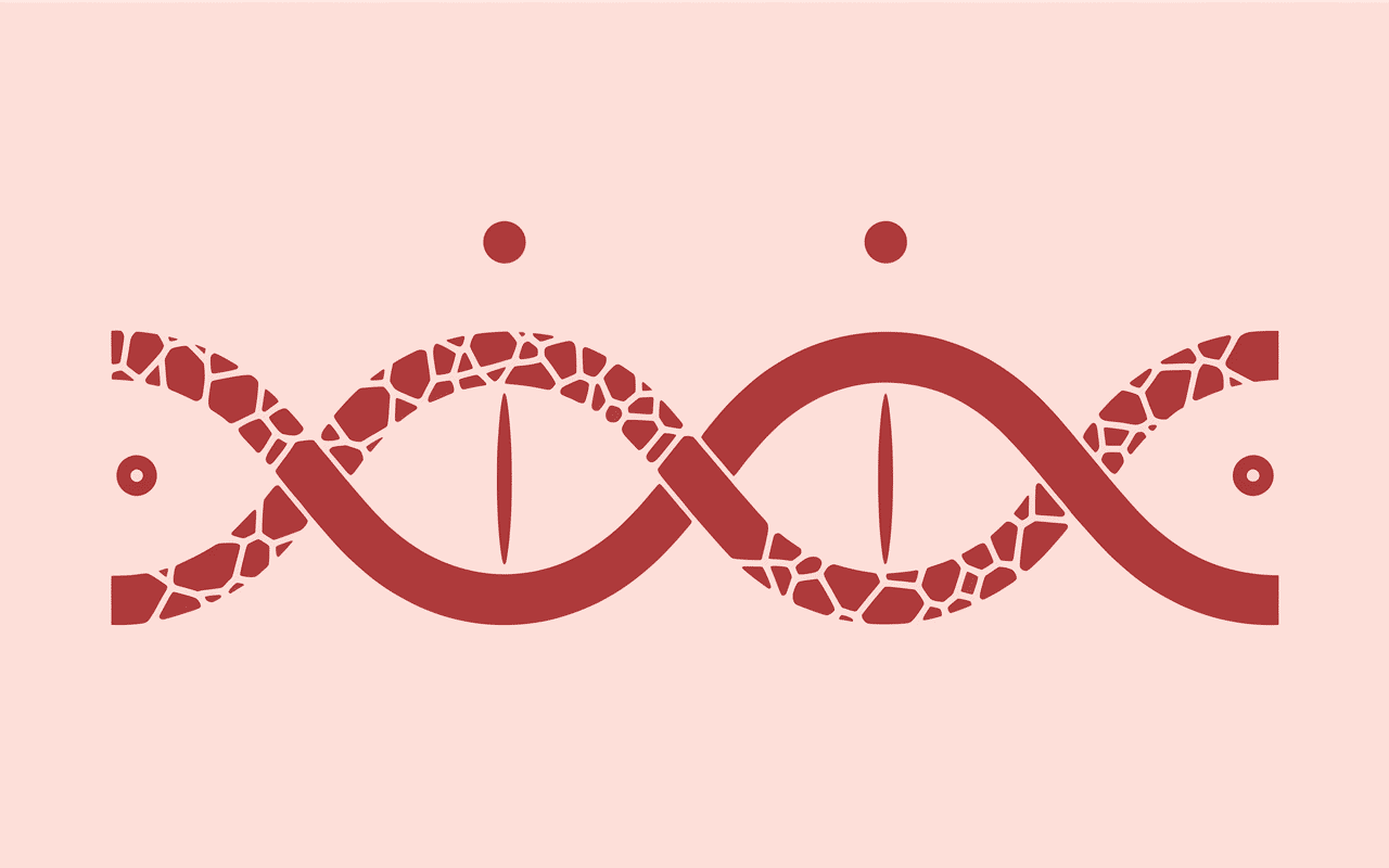 Diagramme génétique berger australien rouge merle