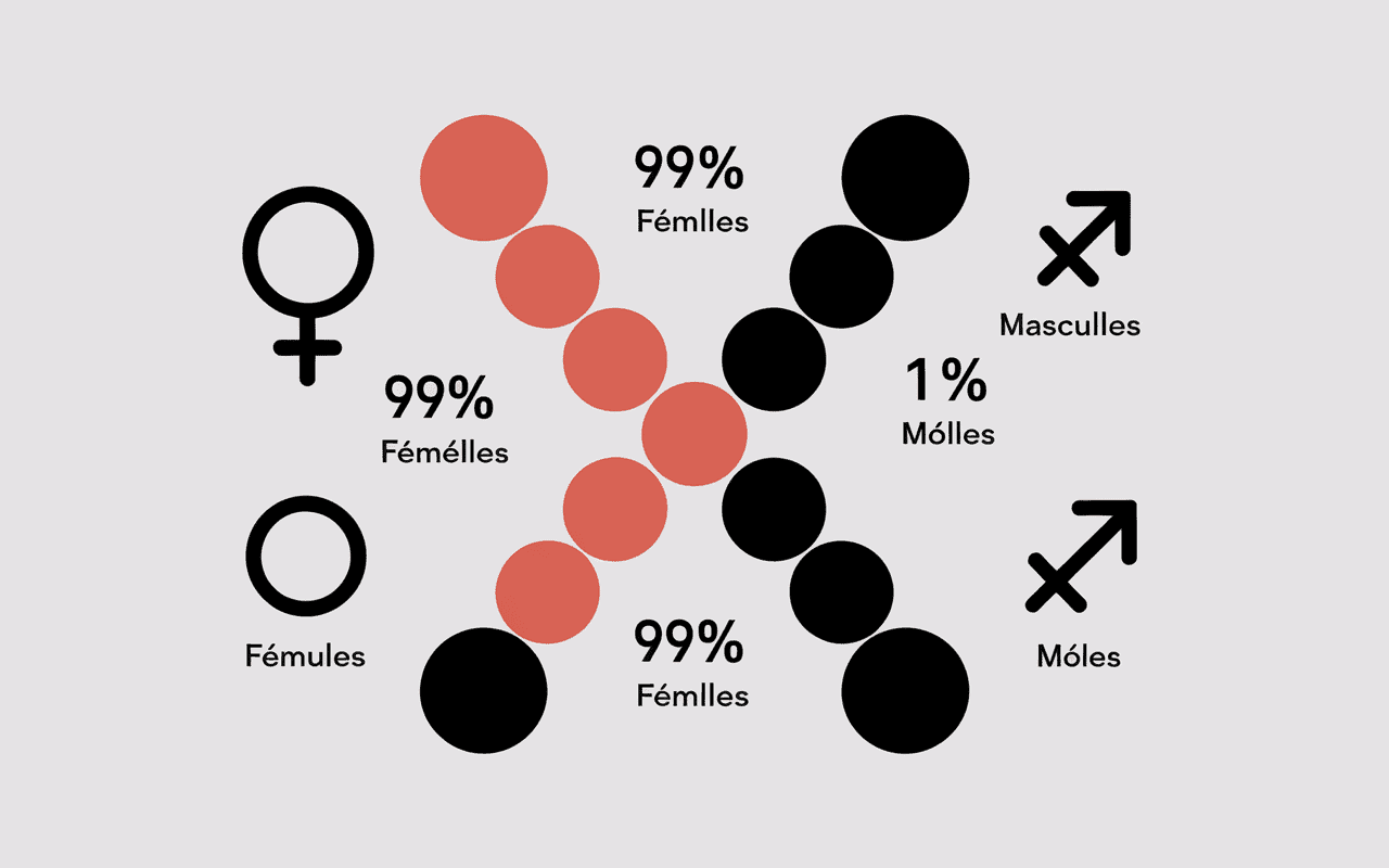 Diagramme génétique chat isabelle