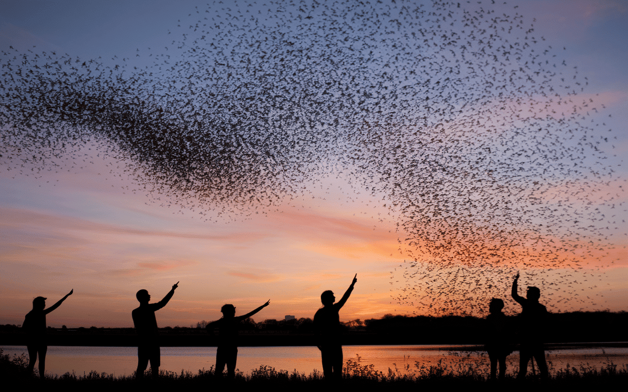 Observation murmuration étourneaux