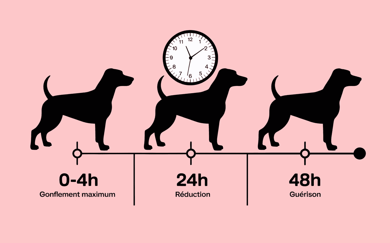 Évolution du gonflement après piqûre de guêpe sur un chien