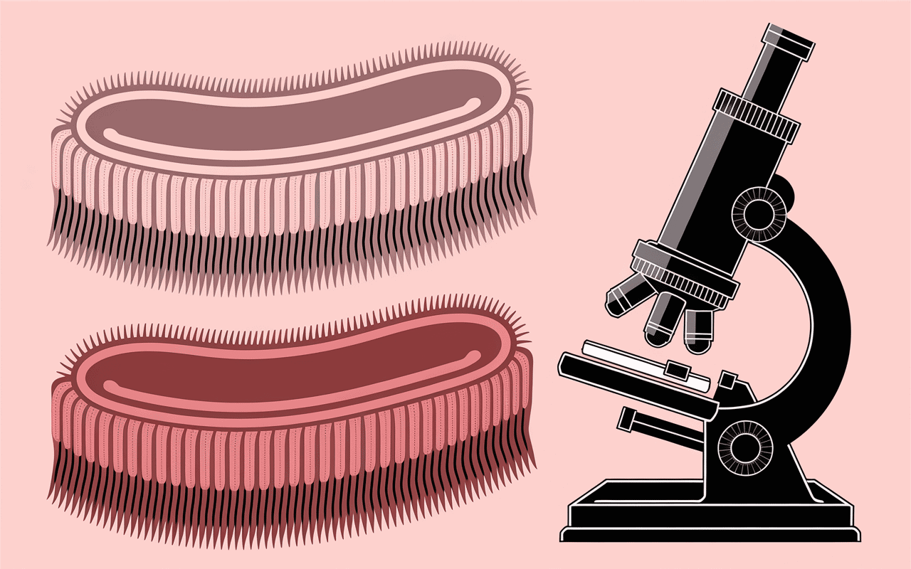 Illustration scientifique du poil long félin