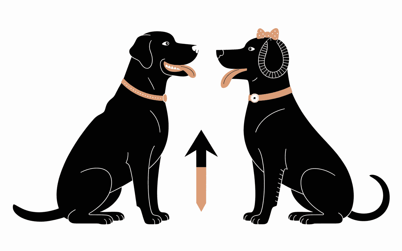 profil croisé labrador malinois silhouettes chien