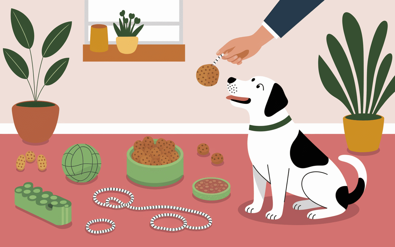 jusqu'à quel âge un chien détruit solutions jouets chien