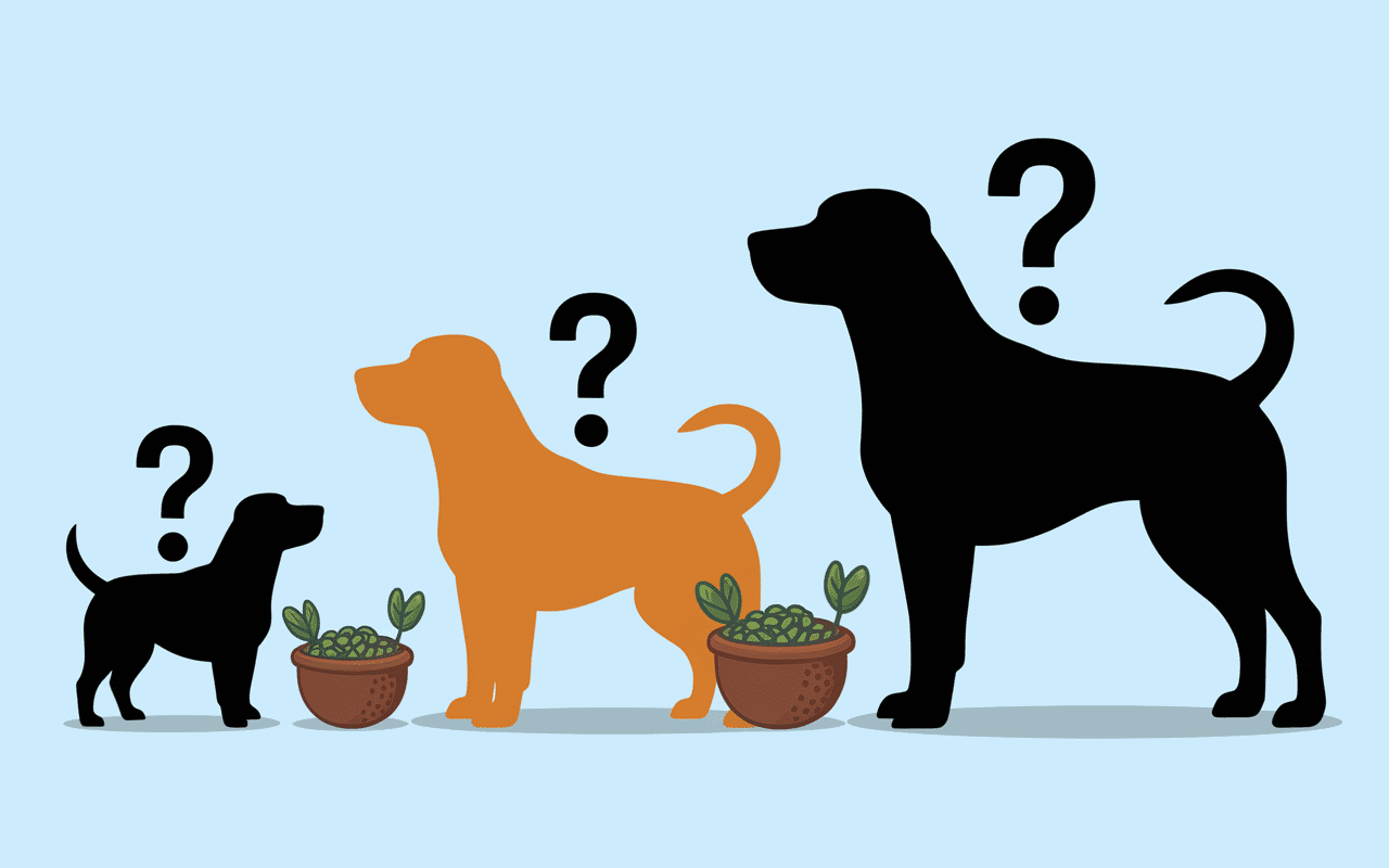 plusieurs chiens devant bols de lentilles sécurité lentilles chien