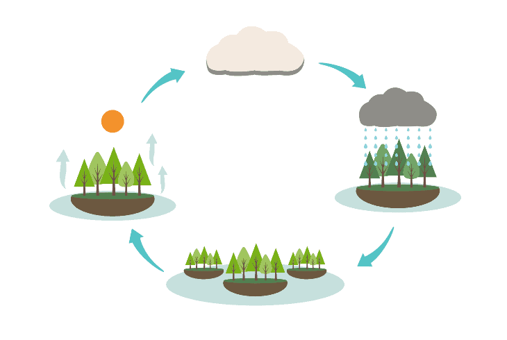 rain water cycles