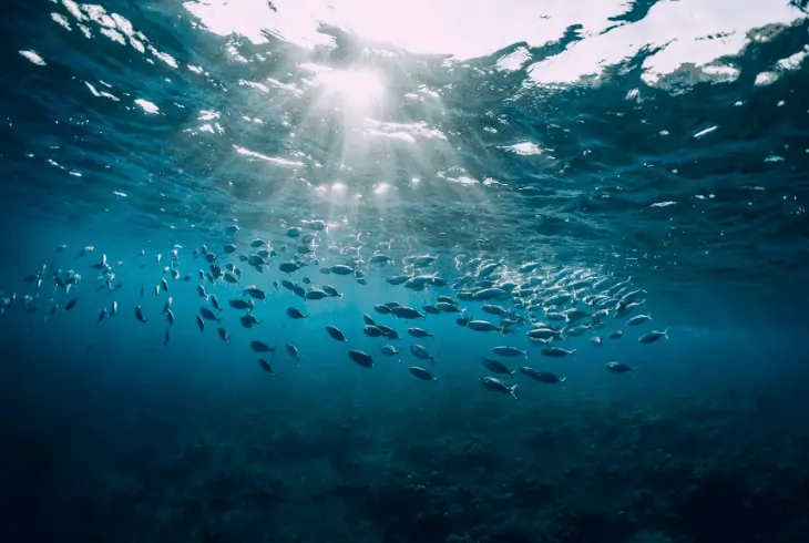 marine life