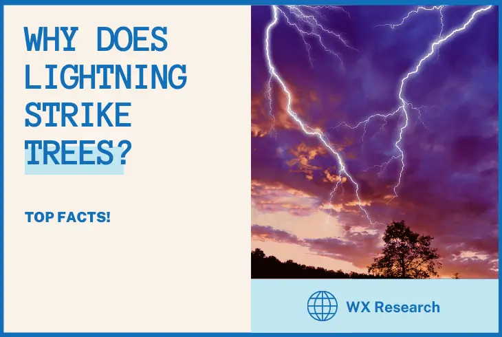 why does lightning strike trees