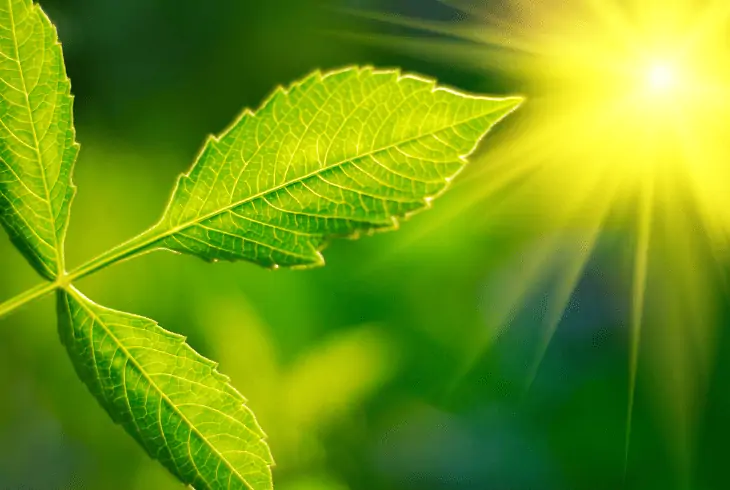 Photosynthesis process
