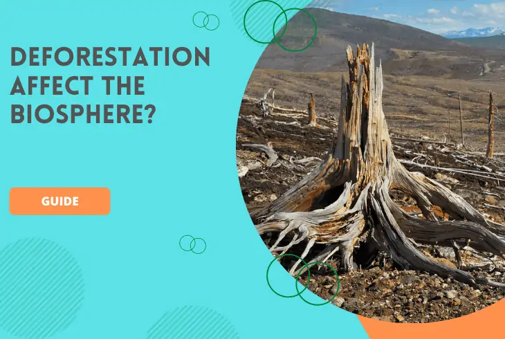 how does deforestation affect the biosphere