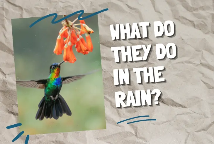 hummingbirds do in rain