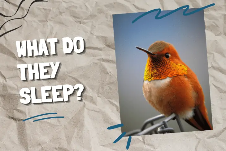 where hummingbirds sleep