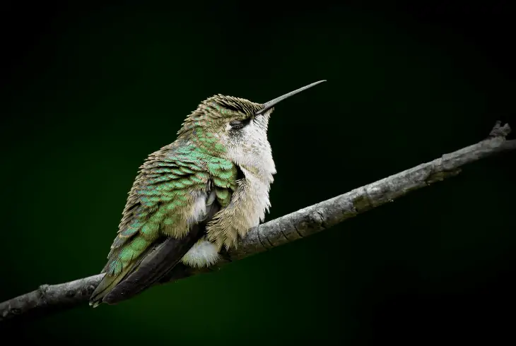 hummingbird sleep when raining