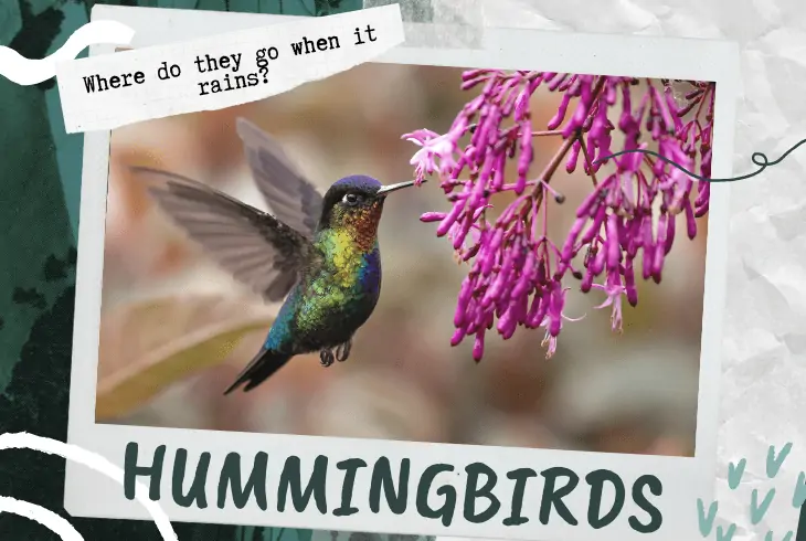 where do hummingbirds go when it rains
