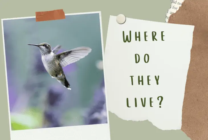 where hummingbirds live
