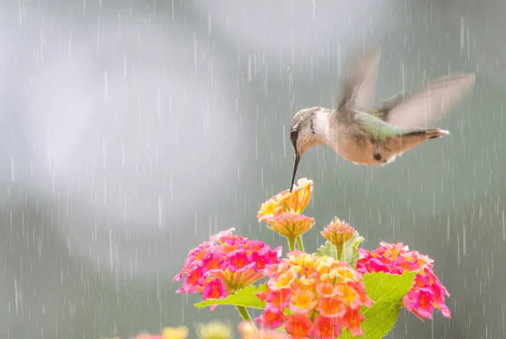 dangerous to hummingbird
