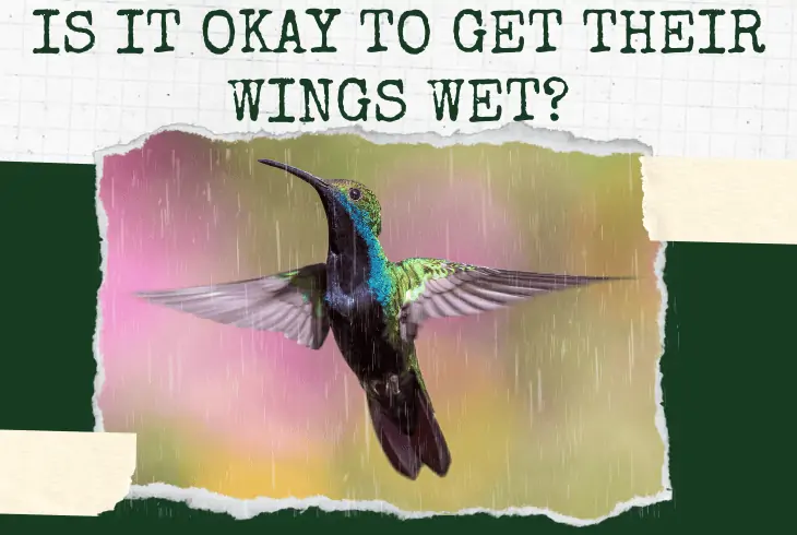hummingbirds wings get wet