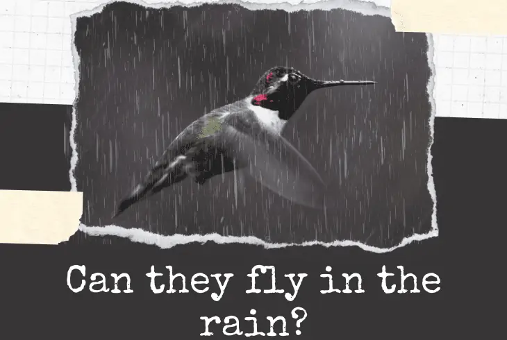 can fly in rain