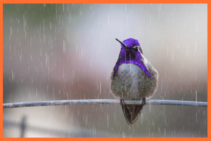 where does hummingbird goes