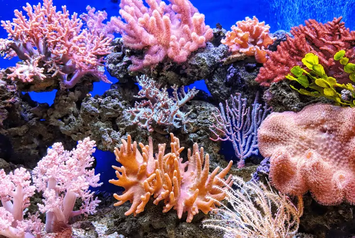 a coral reef