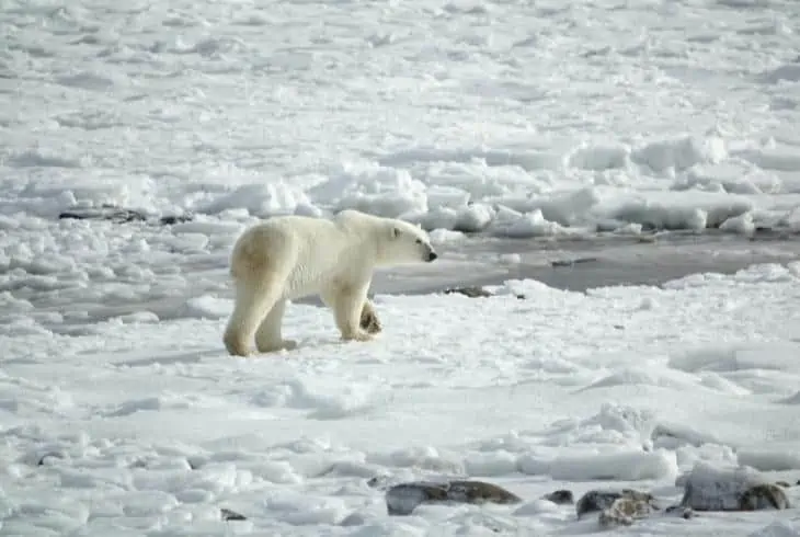 polar region
