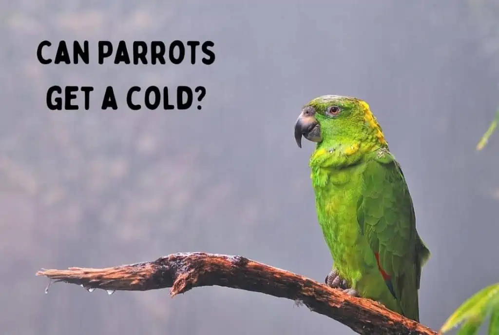 can parrots get a cold