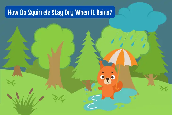 how do squirrels stay dry when it rains
