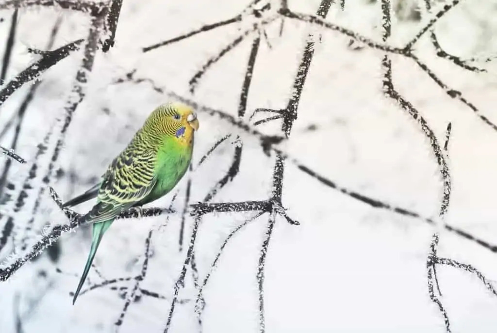 keep parrot warm winter