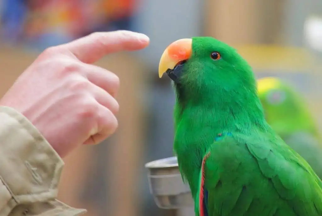 parrot bird infection