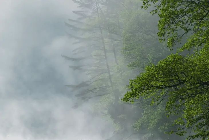 radiation fog in forest