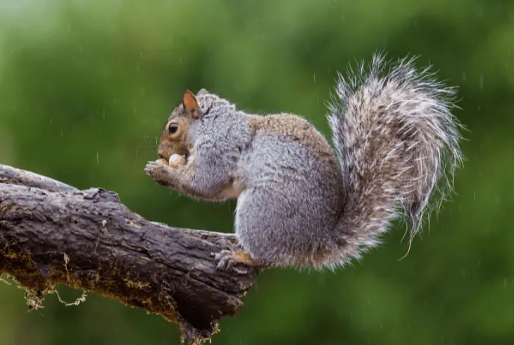 squirrel eating in rain