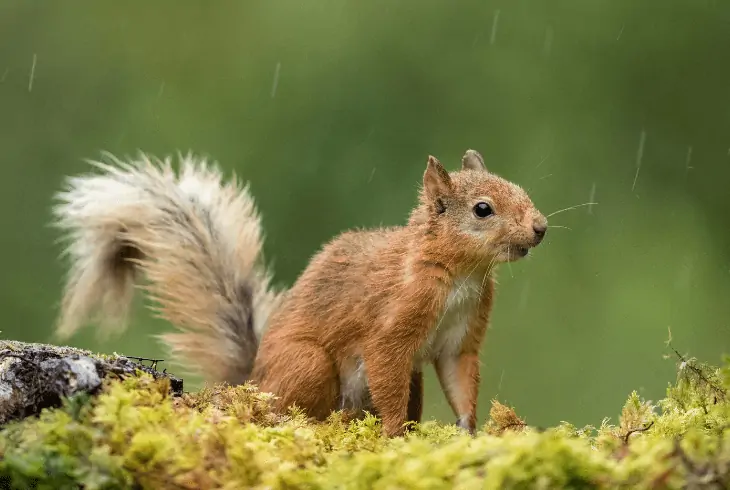 squirrel
