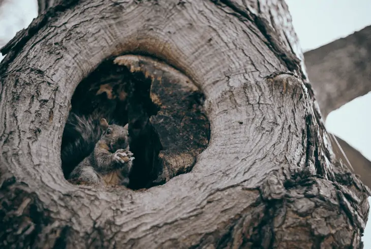 squirrel tree drey