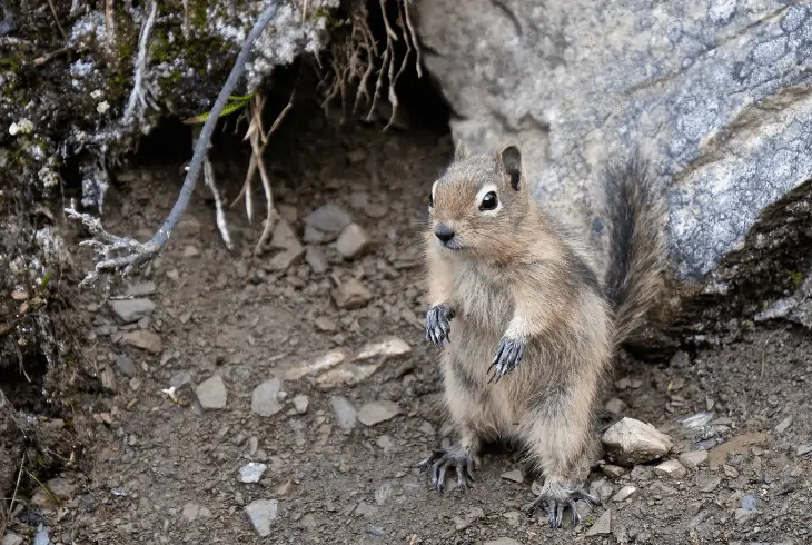 ground burrow