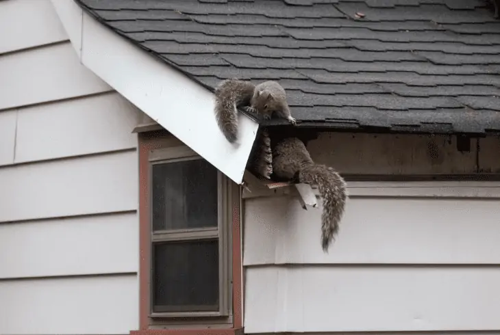 house squirrel