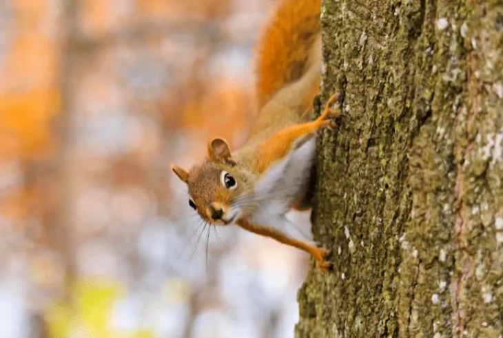 squirrel on tree
