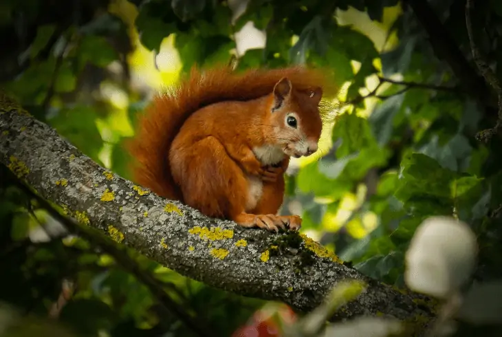 squirrel on tree branch