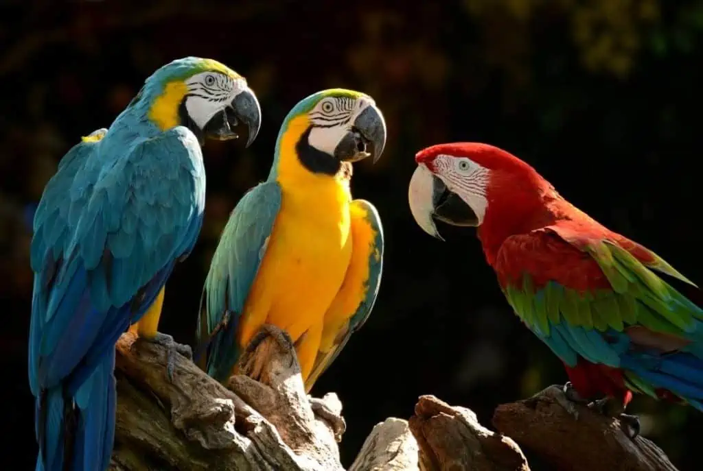 ideal temperature parrots